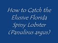 How to Catch the Elusive Florida Spiny Lobster How to Catch the Elusive Florida Spiny Lobster