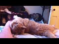 Cat Makes Incredibly Weird Noise When Scratched