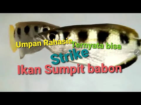 ikan sumpit ( archerfish ): umpan jitu mancing iwak sumpit