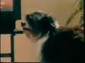 Lonely Dog Runs Away