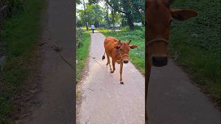 Develop Cow