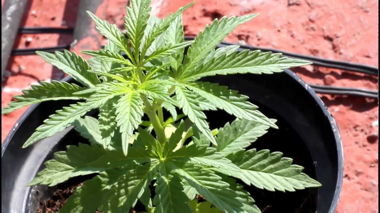 PLANTAS DE MARIHUANA PRIMERAS 3 SEMANAS CULTIVO EXTERIOR