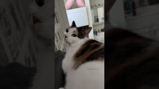 The Sweetest Girl