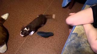 Apbt Secret Of The Universe Pandora Pit Must Surviveоса 1,5 Мес.