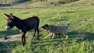 Fenomen Eşek Köpekleri̇ Kovaladi