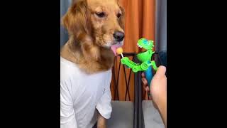 Funny Dog Licking A Lollipop
