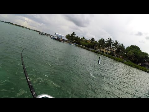 This Fish Has Serious Ups This Fish Has Serious Ups