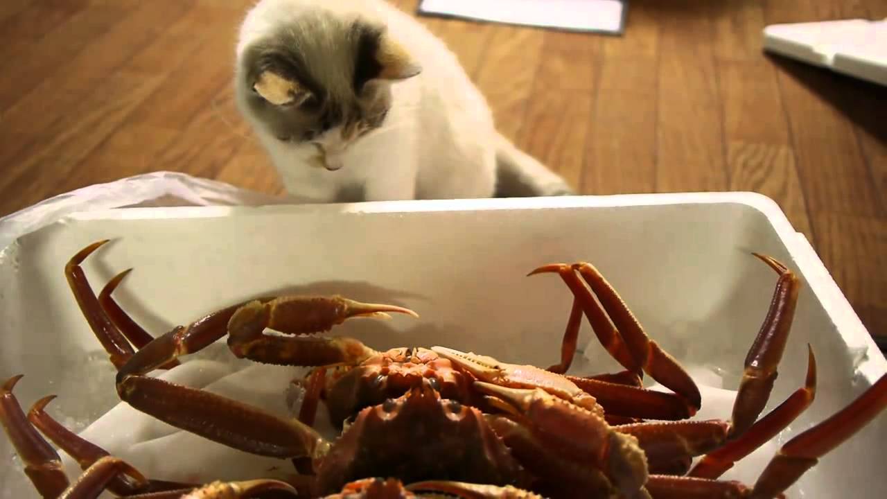 Cats intrigued by crabs - YouTube