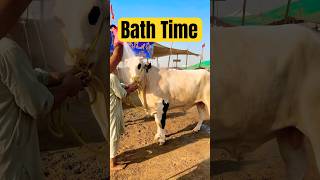 Northern Byp Maveshi Mandi 2025 - Cow Mandi 2025 - Sode Hi Sode Armaani7