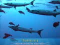 Barracudas @ Sipadan