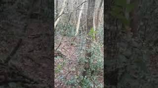 Jagd Trrier Vs Wildboar