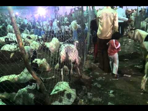 surat bakra mandi kamela 2011