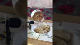 Adorable Hamster Eating Asmr