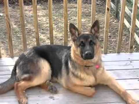 german shepherd vs rottweiler german shepherd vs rottweiler german shepherd vs rottweiler german shepherd vs rottweiler