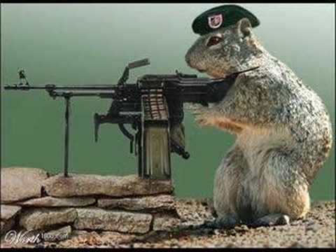 Squirrels Video