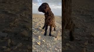 Lamb Funny Sheep Lamb Peeing