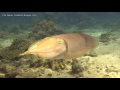 Underwater Hd Stock Footage For Sale Cuttlefish Underwater Hd Stock Footage For Sale Cuttlefish