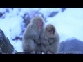 Japanese snow monkey in jigokudani 地獄谷野猿公苑