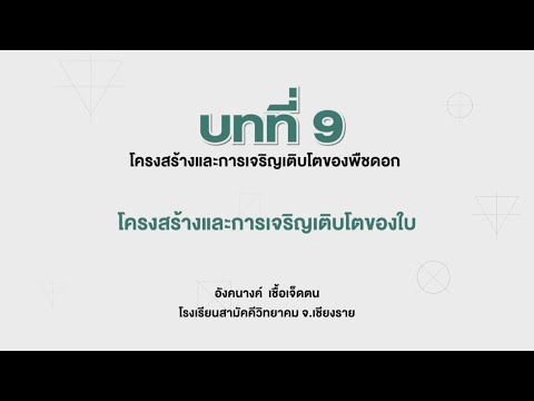 โครงสร้างและการเจริญเติบโตของใบ (ชีววิทยา ม.5 เล่ม 3 บทที่ 9)