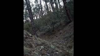 Multiple Skinwalkers Screaming At Each Other In The Gila National Forrest Skinwalker Scream