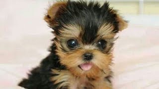 Newborn Mini Yorkie.