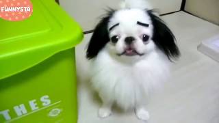 Funny Dogs with Eyebrows