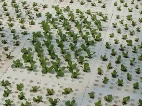 Floating Raft Hydroponic Systems