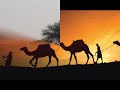 Quruxda Geela Soomaalida - (The beauty of Somali Camels)