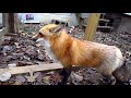 fox
