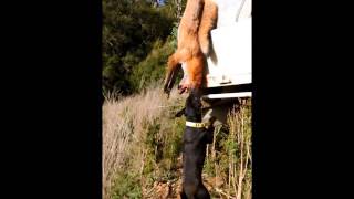 Killee Fox Hanging 2016
