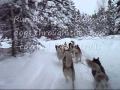 DOG SLEDDING DOWNHILL GROS MORNE 0002.wmv default DOG SLEDDING DOWNHILL GROS MORNE 0002.wmv