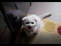 YouTube: Scottish Fold 【ご飯の催促は激しく!】 YouTube: Scottish Fold 【ご飯の催促は激しく!】