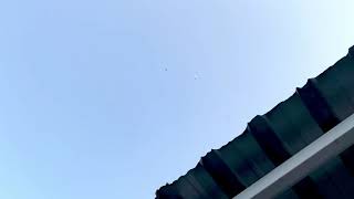 Mesafe Dönüş.perpa Arena.kısa Gagalı Erkek Dönek Güvercin Dunek Pigeons Roller Muradiye