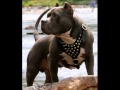 ....Rottweiler vs Pitbull.... .wmv