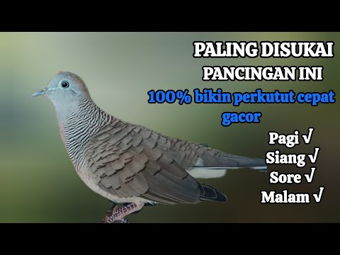 Perkutut Lokal Gacor Suara Besar Suara Cocok Untuk pancingan semua jenis burung perkutut(💯%AMPUH)