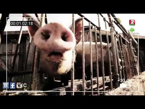 Кадры из фильма реалити шоу понаехали на беларусь 2 смотреть онлайн