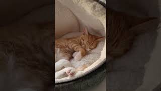 Sleepy Kitten
