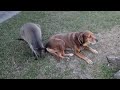 Dog and Roo caught SMOOCHING!!