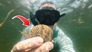 Scalloping In Steinhatchee Florida Underwater Treasure Hunt In Crystal Clear Water