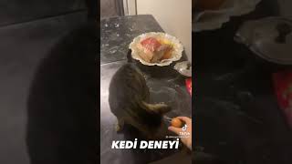 Abbas Yanbasan Kedi̇si̇ İle Deneyi̇