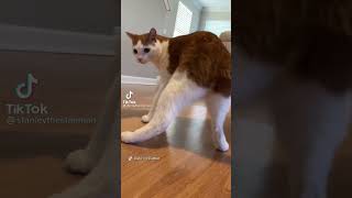 Twerking Cat