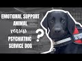 Emotional Support Dog vs Service Dog (US laws)