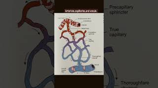 Arteriole, Capillaries, And Venule