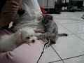 Funny Cat Hits the Dog