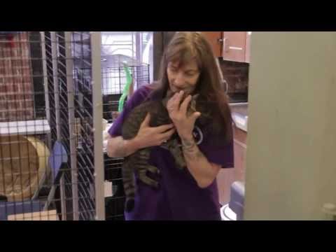 what-is-an-animal-shelter.html