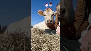 The Bond Between Humans Cows