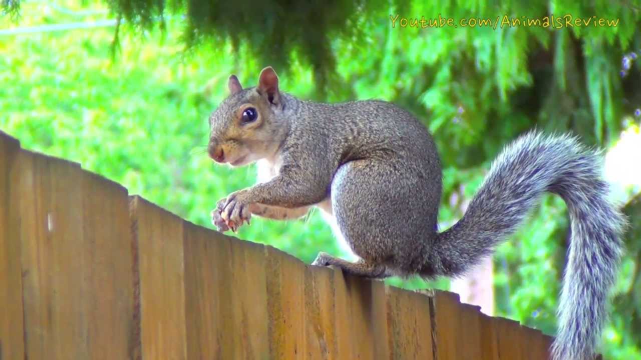 Nuts And Squirrels [1925]