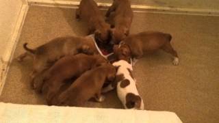 Red Staffordshire Bull Terrier Puppys Eating Dinner Mush And Milk Weeks Old.