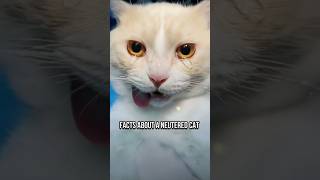 What To Expect After Your Cat Is Neutered