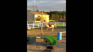For Sale Frankie 8yr 14 Hand Poa Gelding For Sale Frankie 8yr 14 Hand Poa Gelding